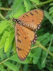 Acraea terpsicore