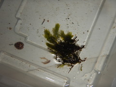 Fontinalis hypnoides