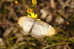Mestra hersilia apicalis