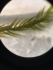 Fontinalis hypnoides