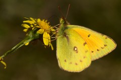 Colias lesbia