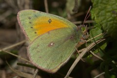 Colias lesbia