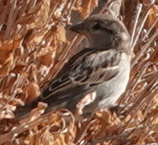 Passer domesticus