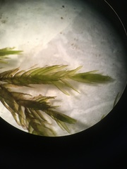 Fontinalis hypnoides