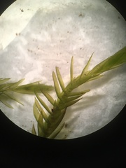 Fontinalis hypnoides