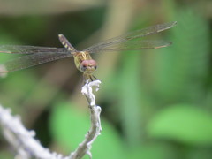 Erythrodiplax umbrata