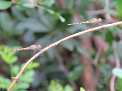 Erythrodiplax umbrata