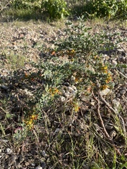 Acmispon dendroideus