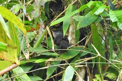 Cercomacroides parkeri