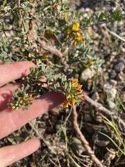 Acmispon dendroideus