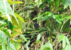 Cercomacroides parkeri