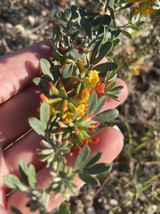 Acmispon dendroideus
