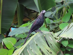 Crotophaga ani