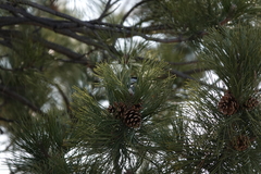 Poecile atricapillus