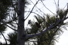 Poecile atricapillus