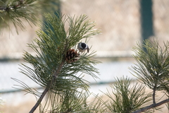 Poecile atricapillus