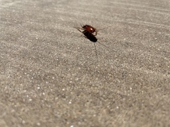 Periplaneta americana