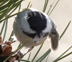 Poecile atricapillus