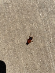 Periplaneta americana