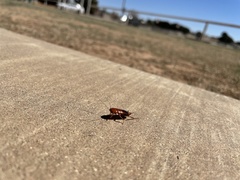 Periplaneta americana