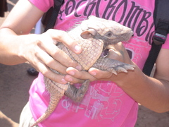 Euphractus sexcinctus