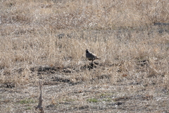 Callipepla californica