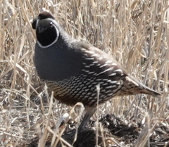 Callipepla californica