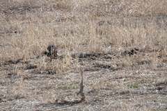 Callipepla californica