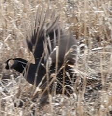 Callipepla californica