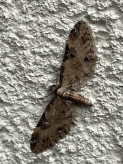 Eupithecia subbreviata