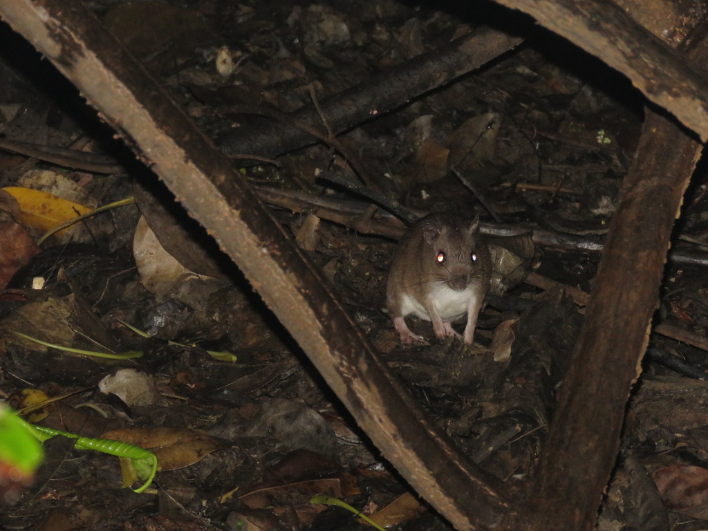 Amazonian Marsh Rat