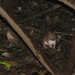 South American Marsh Rats - Photo (c) Vincent A. Vos, some rights reserved (CC BY-NC)