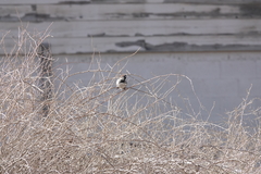 Passer domesticus