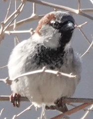Passer domesticus