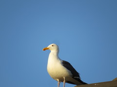 Larus occidentalis