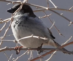 Passer domesticus