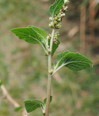 Amaranthus