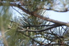 Haemorhous mexicanus