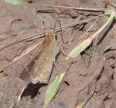 Pelopidas mathias mathias