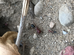 Cataglyphis nodus