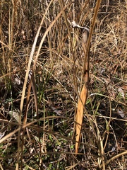 Sarracenia flava
