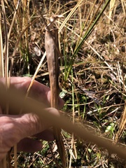 Sarracenia flava