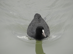 Fulica atra