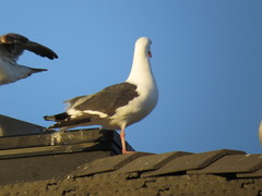 Larus occidentalis