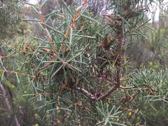 Hakea teretifolia