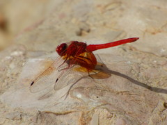 Trithemis kirbyi