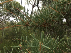 Hakea teretifolia
