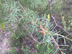 Hakea teretifolia