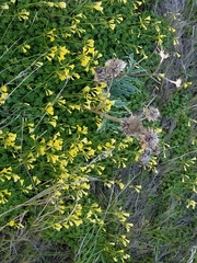 Cynara cardunculus cardunculus
