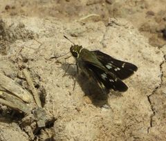 Platylesches moritili